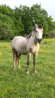 Vente de poney